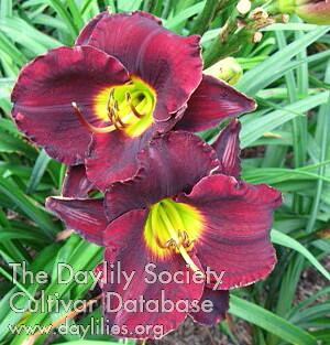 Daylily Born on the 4th of July